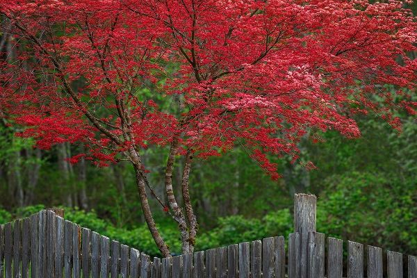 Jaynes Gallery 아티스트의 Washington State-Seabeck Blooming Japanese maple tree and fence작품입니다.